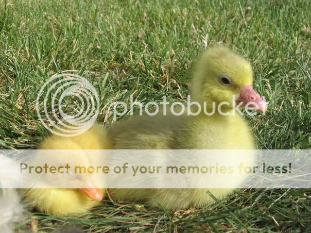 chickfieldtrip078.jpg