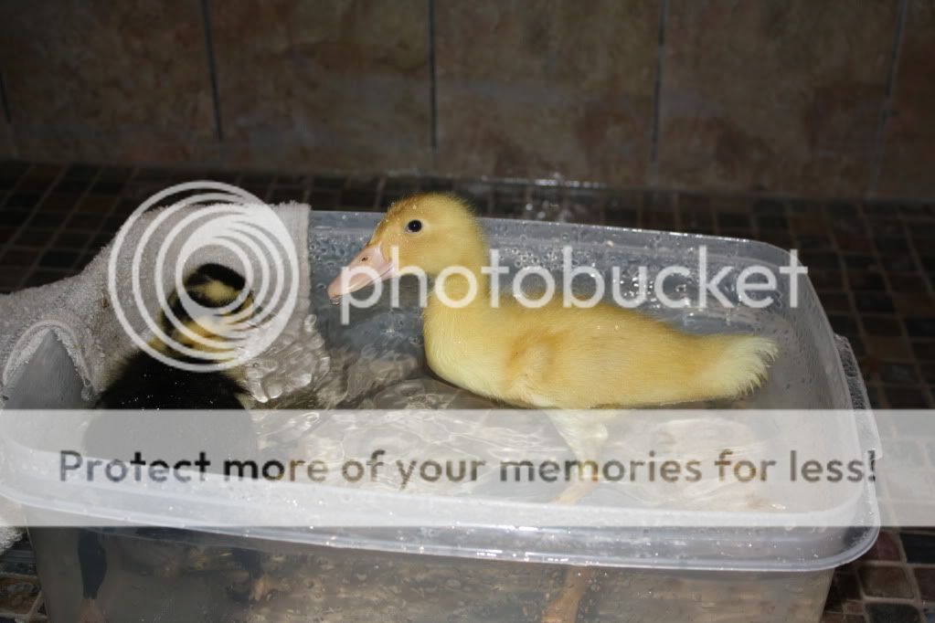 duckies003.jpg