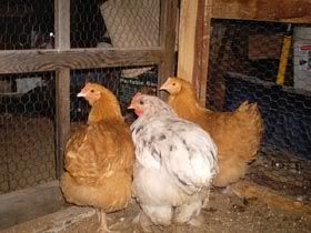storychickens.jpg
