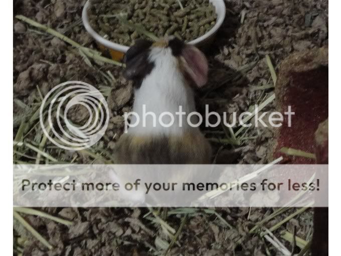 litter2Multi.jpg