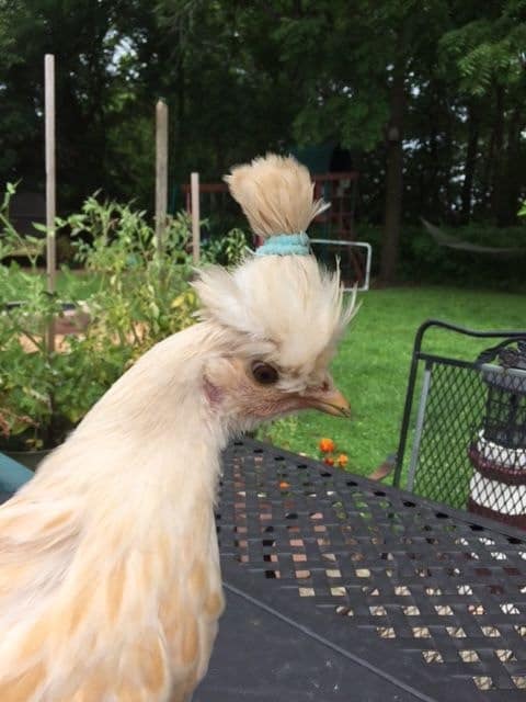 r/funny - Chicken with a hair tie
