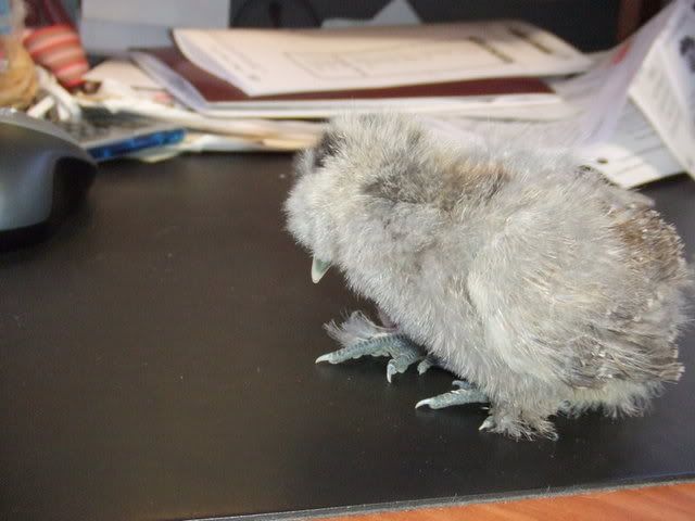 DSCF1172.jpg