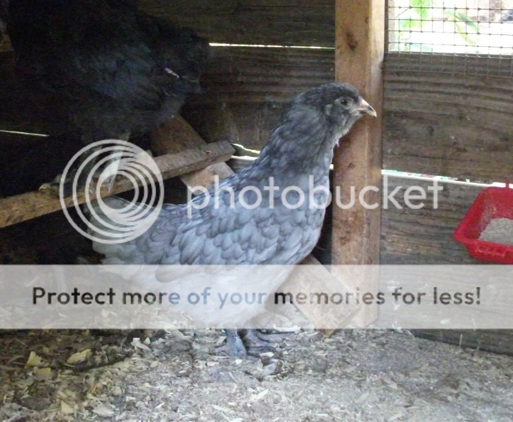 PULLET.jpg