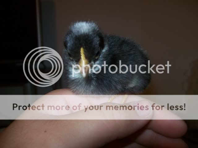 chick031.jpg