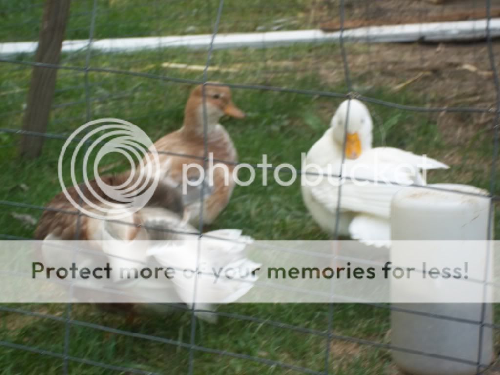 CallDucks018.jpg
