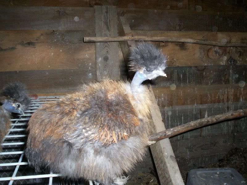cock1.jpg