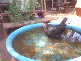 Sallyinpool.jpg