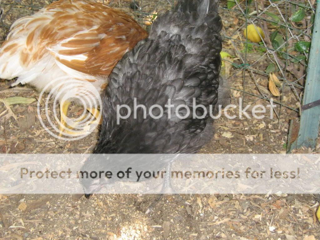 ChickensJuly25th2010051.jpg