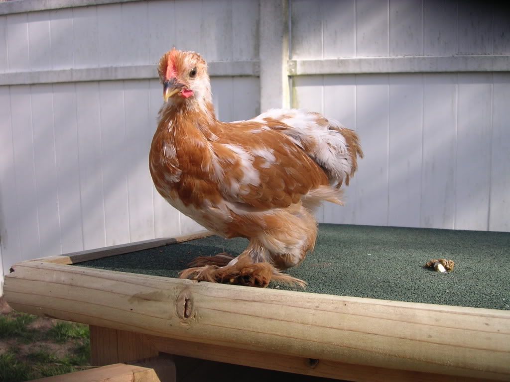 cochins047.jpg