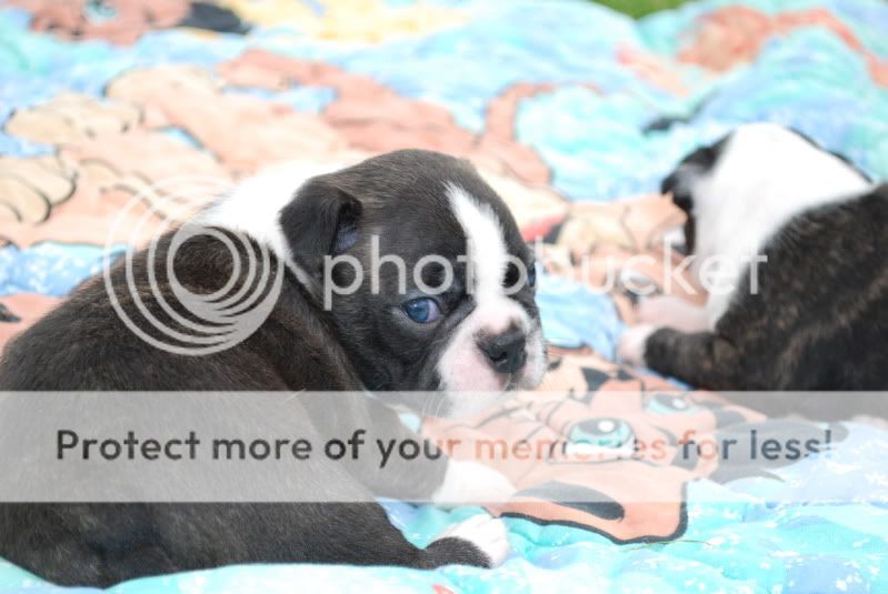 zoopicsandpuppypics540.jpg