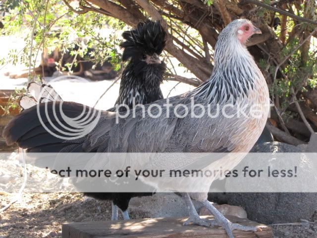 phoenix011.jpg