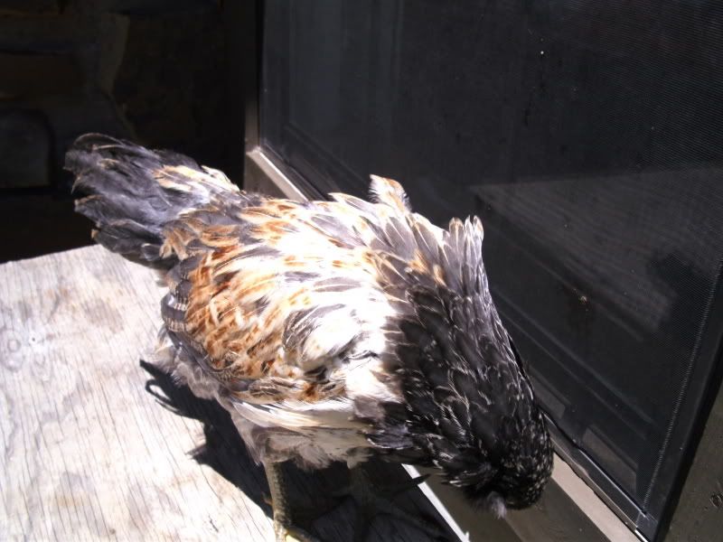SANY0037.jpg