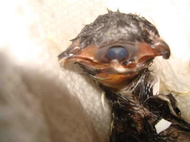 DSC09201.jpg