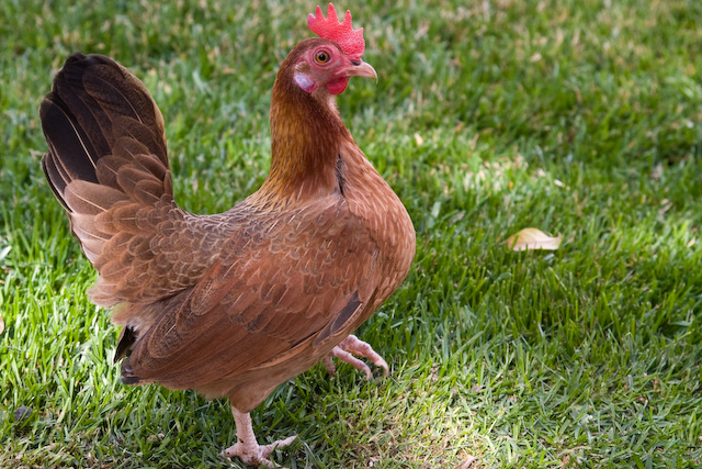 bantam-hen.jpg