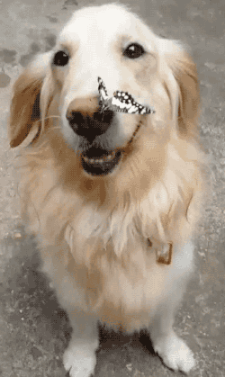 tumblr_nvfvrmmAbr1s02vreo1_400.gif