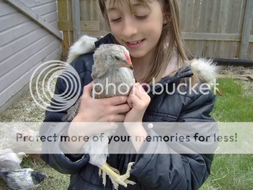 chicks6weeksold038.jpg