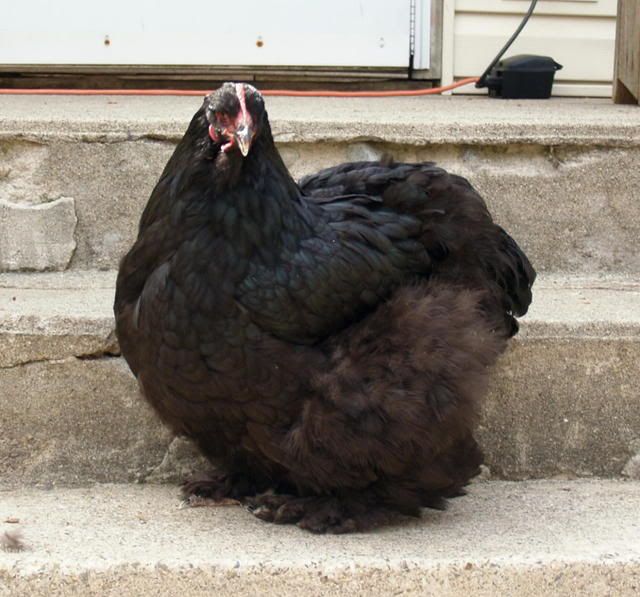 ChickenApril20080072.jpg