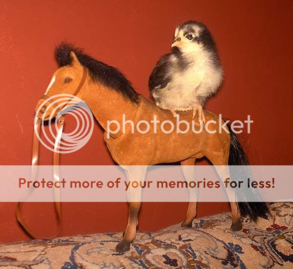 PenquinonHorse600x585.jpg