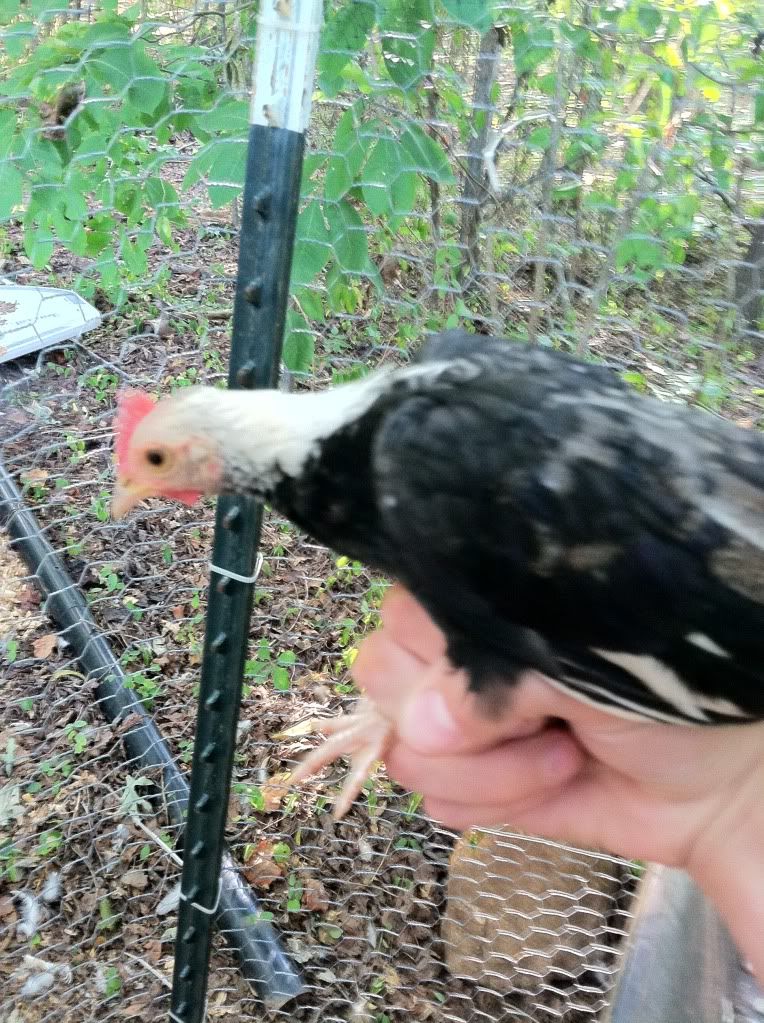 Iphonechickens112.jpg