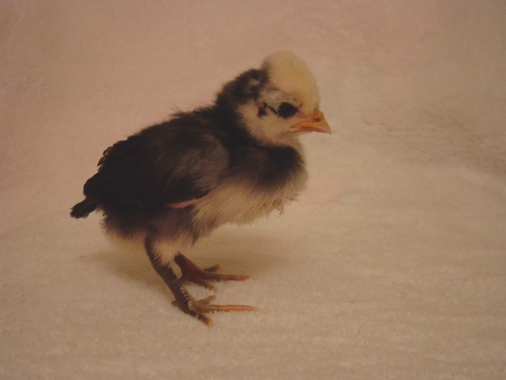 NewBabies2008014.jpg