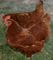 rusty.gif