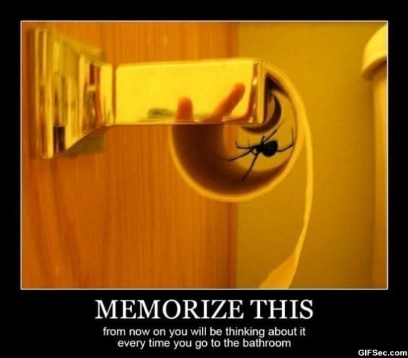 I-hate-spiders.jpg