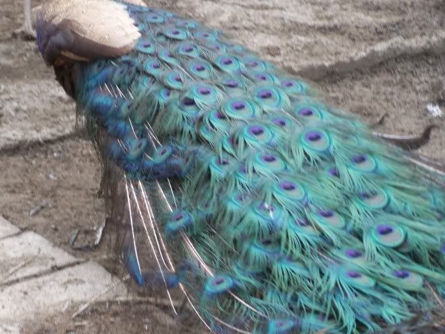 peafowl048.jpg