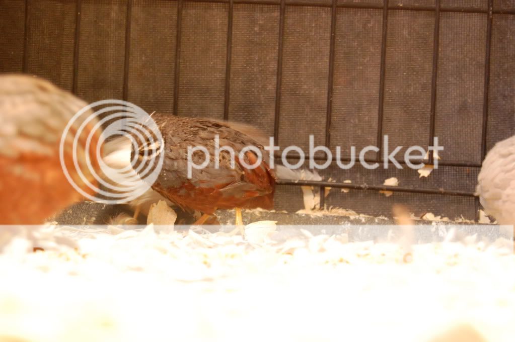 DSC_0592.jpg