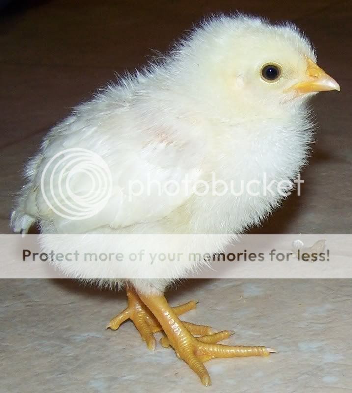 newchicks5172011027.jpg