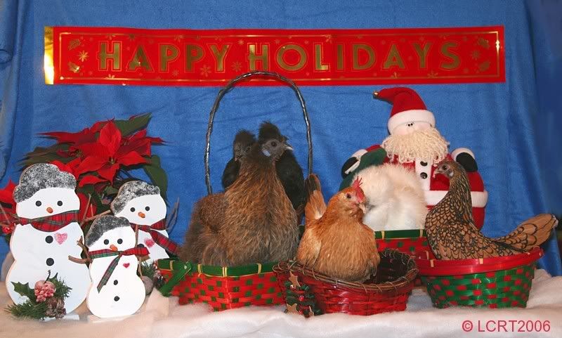 IMG_4928_holiday_chooks_LCRT2006.jpg