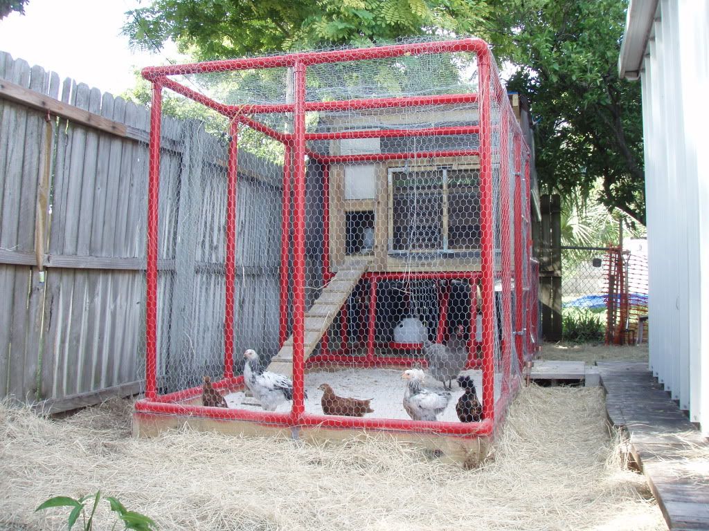 Chickens070.jpg