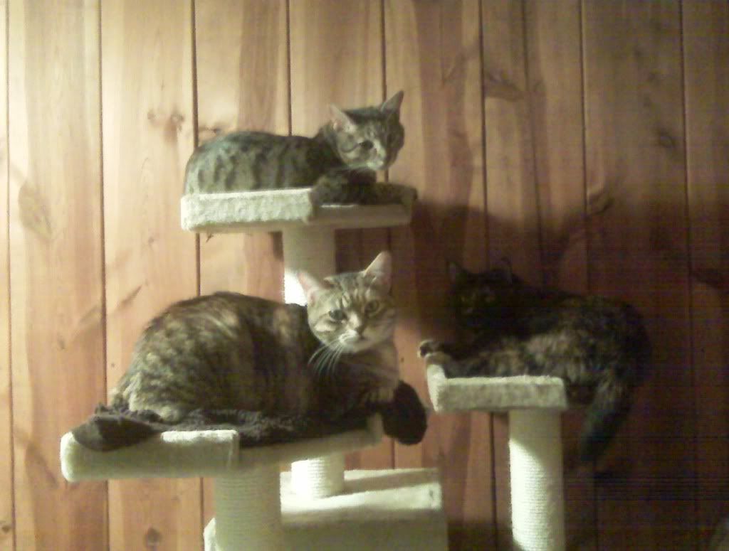 cats.jpg