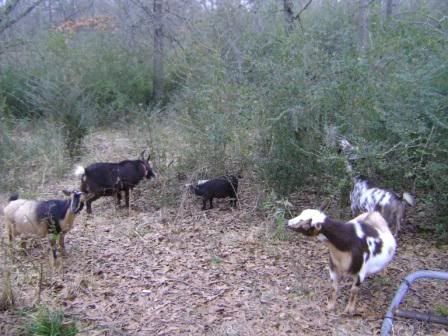 goatfreedom.jpg