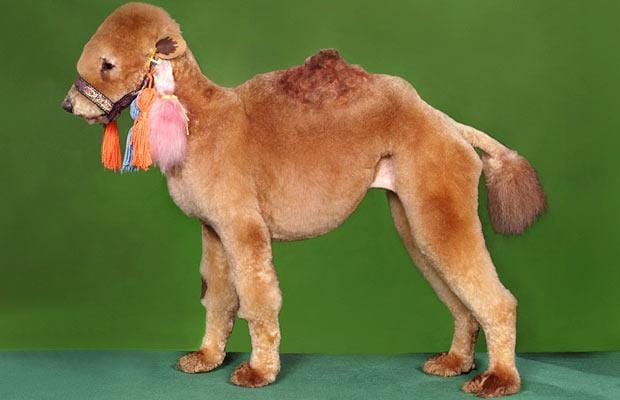 dog-camel-haircut.jpg
