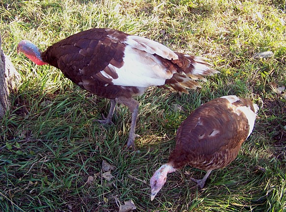 size_100_1858.jpg