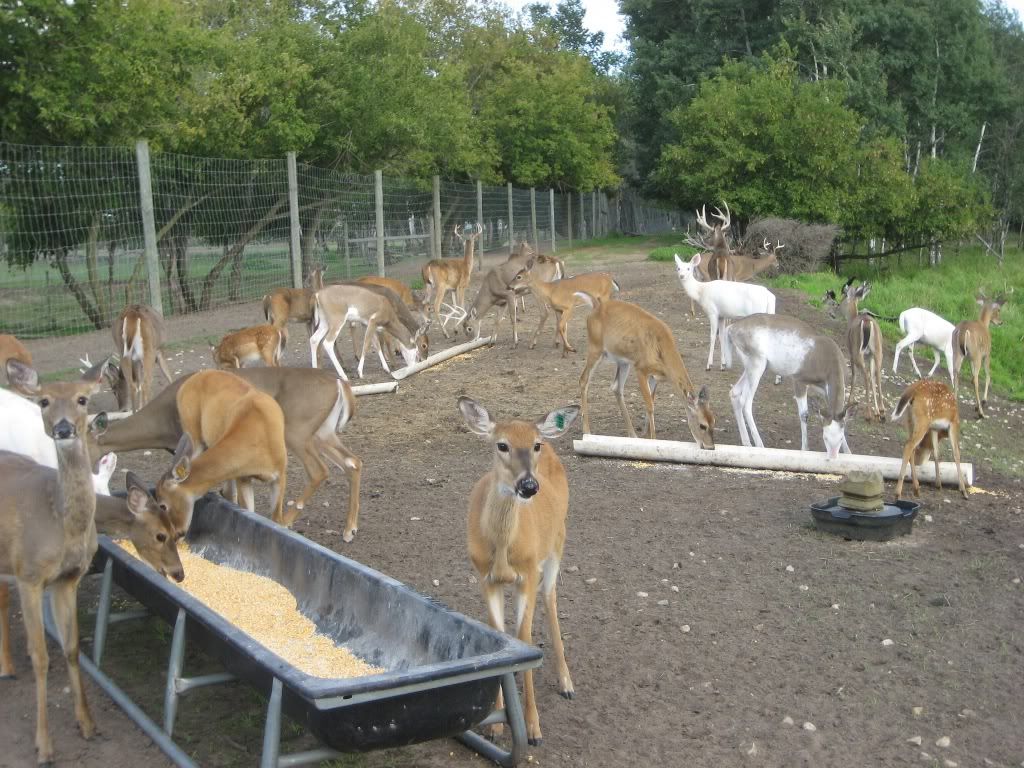 1deerherd.jpg