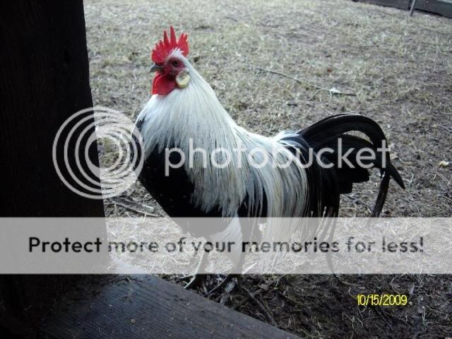 CrissysPictures-1.jpg