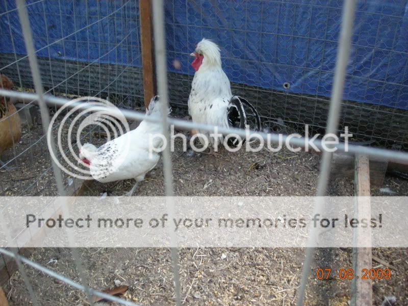 chickenpicturestakinbymom039.jpg