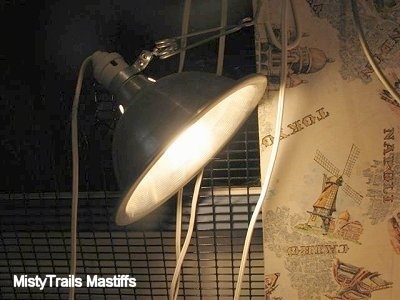 WhelpingNeededHeatLamp.JPG