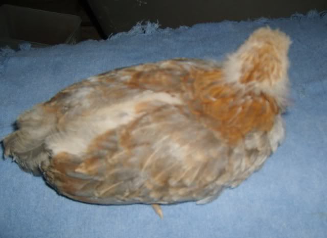 wheatens003.jpg