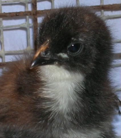 BlackGiant-chick1.jpg