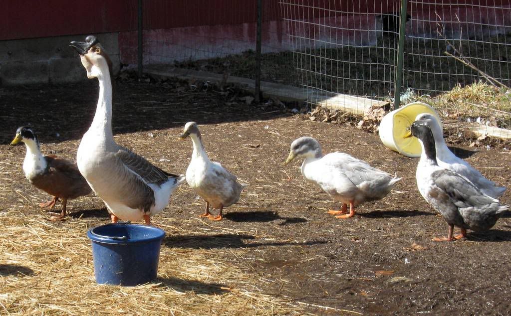 Ashfordducksandgeese.jpg