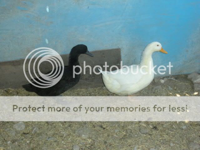 2009_0417chickens0009.jpg