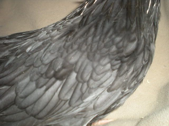 DSCN0285.jpg
