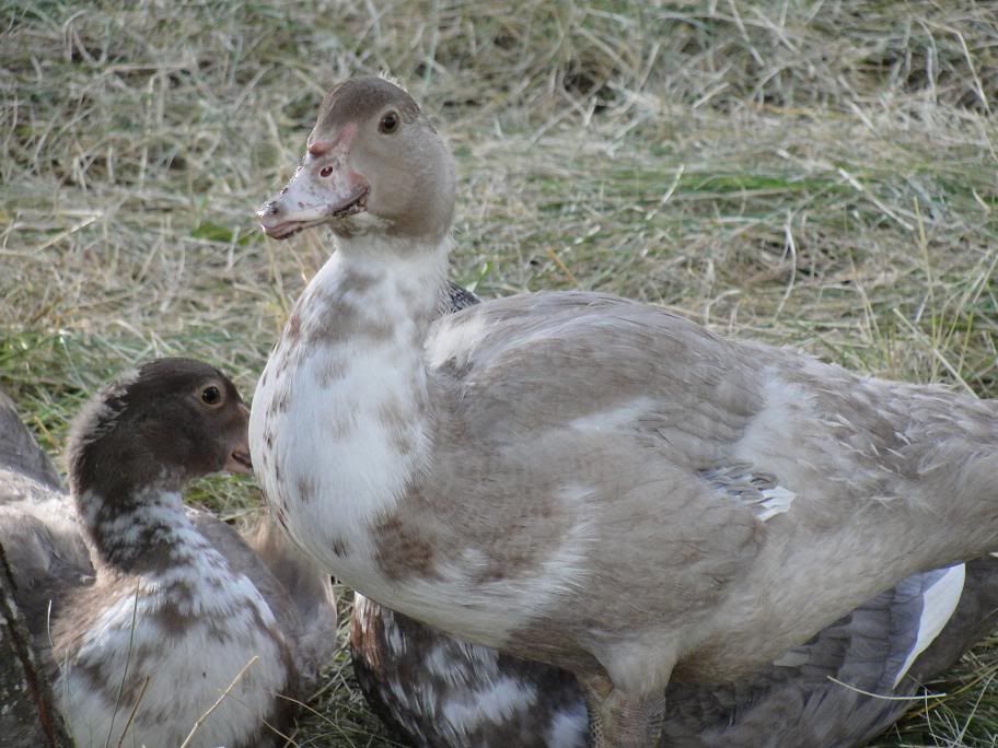 newbird1.jpg