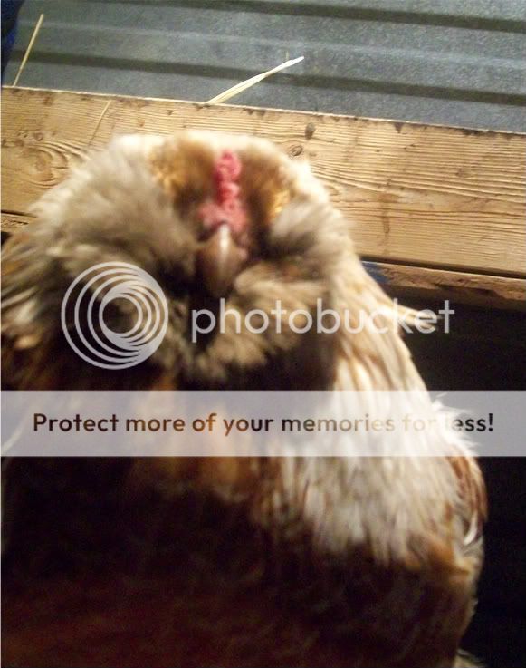 chickenpics043-1.jpg