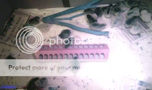chicks2daysold026.jpg
