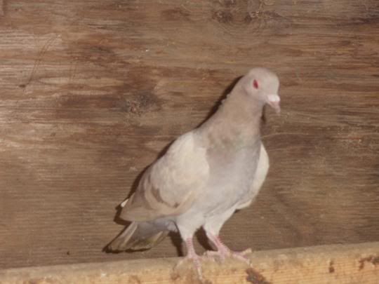 pigeon3.jpg