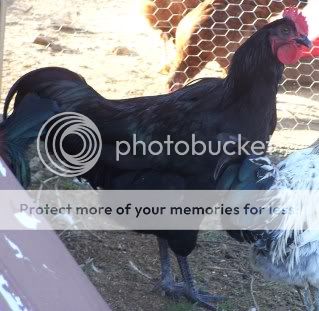 chickens003-1.jpg