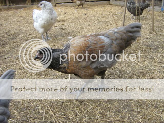 chickenpics2011509ee.jpg